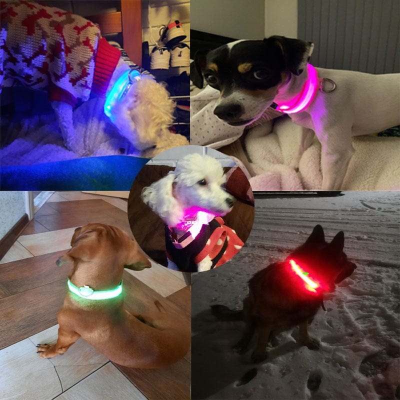 Coleira Canina de LED - Maré Descontos